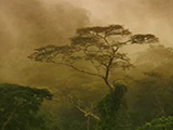 STOP AUX IDÉES REÇUES : LE BOIS TROPICAL EST AUSSI LÉGAL